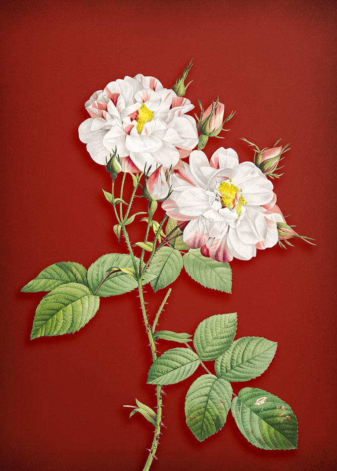 White Damask Rose on Red
