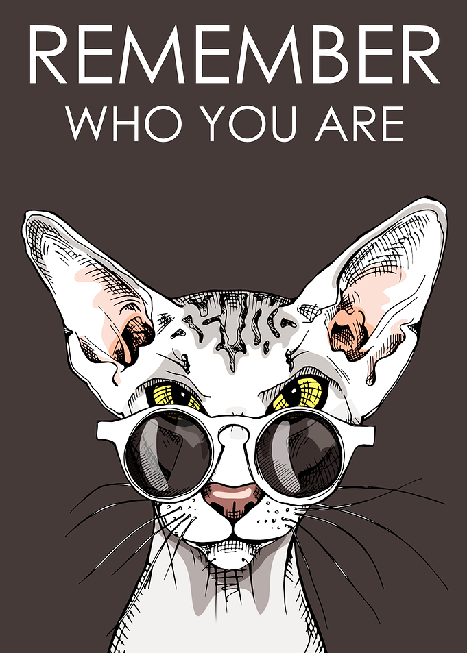 Cute Cool Funny Cat Lover
