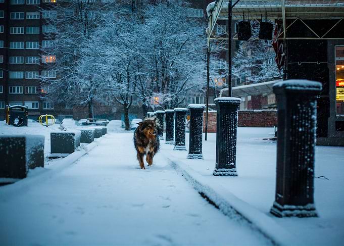 Dog