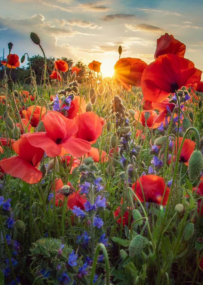 Poppies at Summer