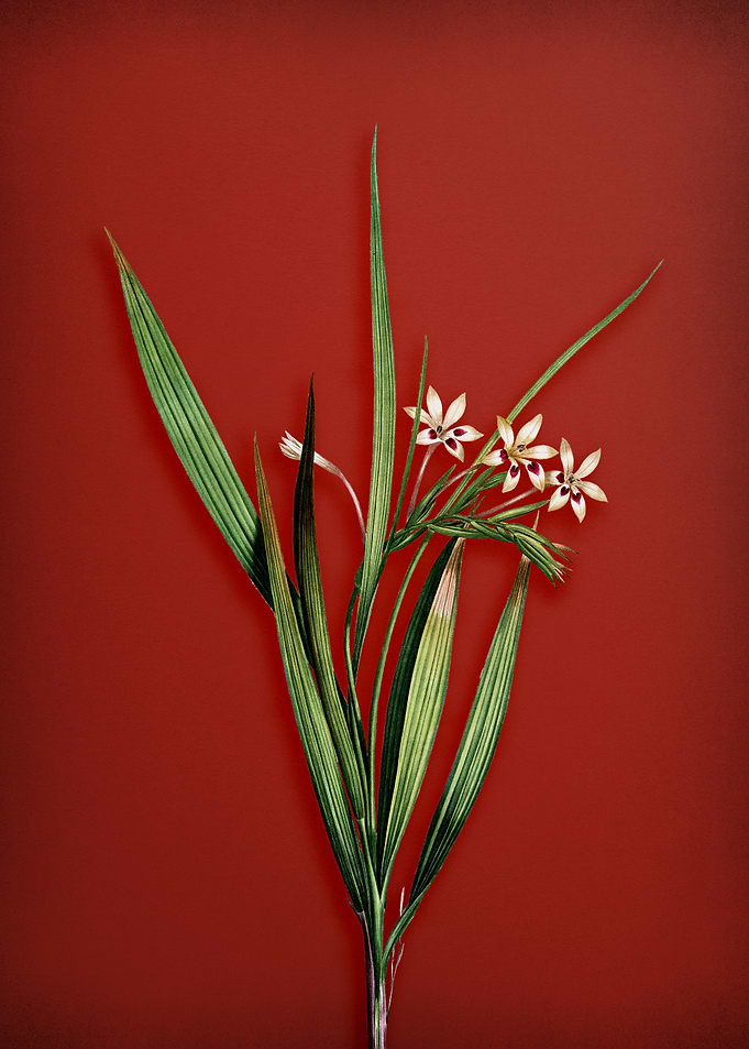 White Baboon Root on Red
