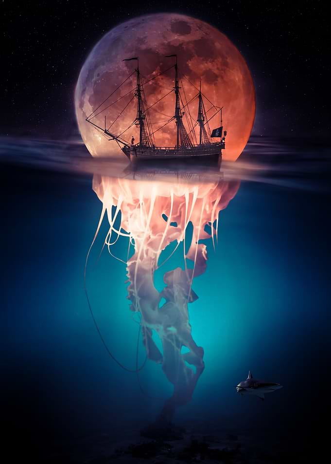 Sea Pirate Moon Jellyfish
