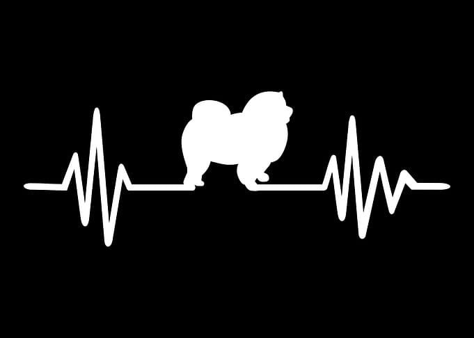 ChowChow