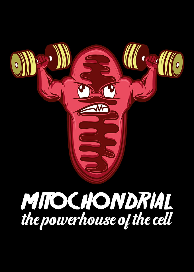 Mitochondria The powerhou