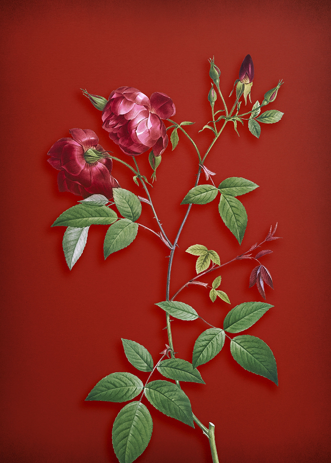 Velvet China Rose on Red