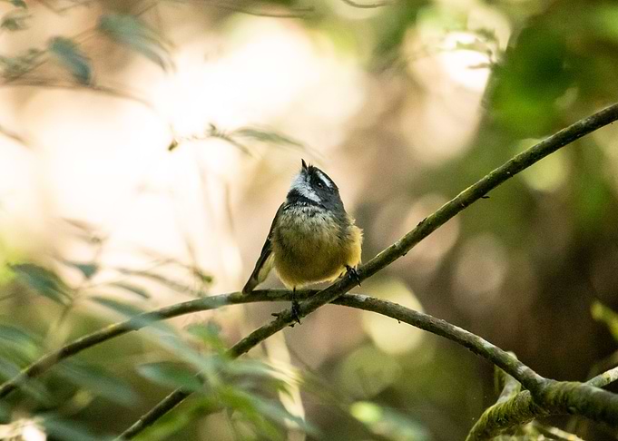 Fantail Freedom