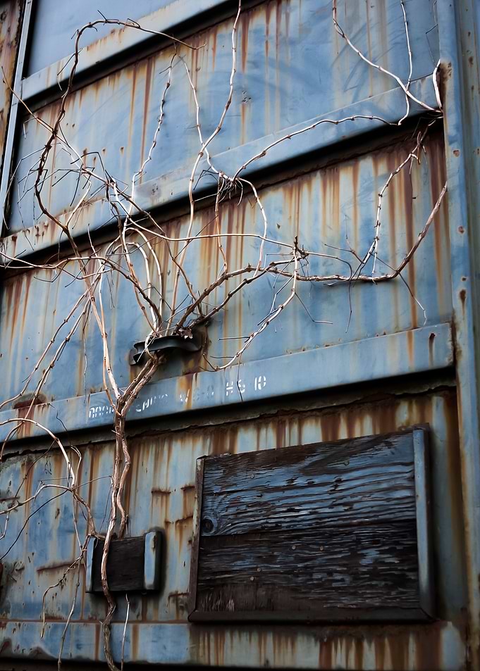 Thorns Vine and Board