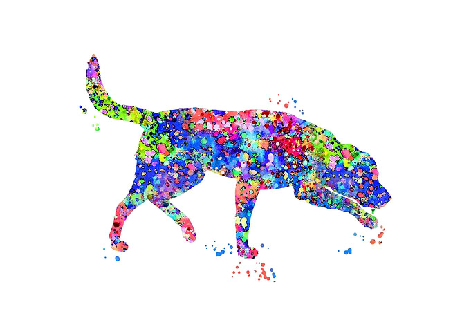 Labrador