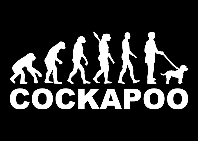 Cockapoo