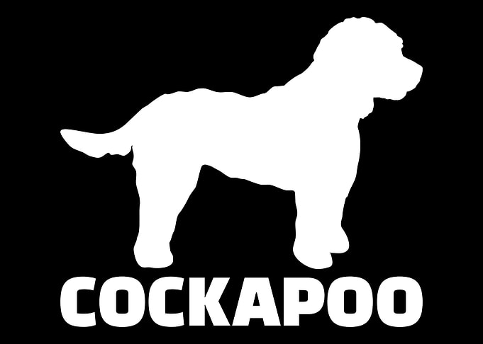Cockapoo