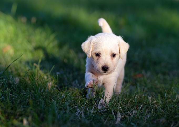 Cute Dog