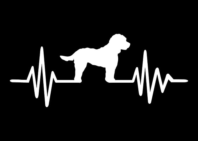 Cockapoo