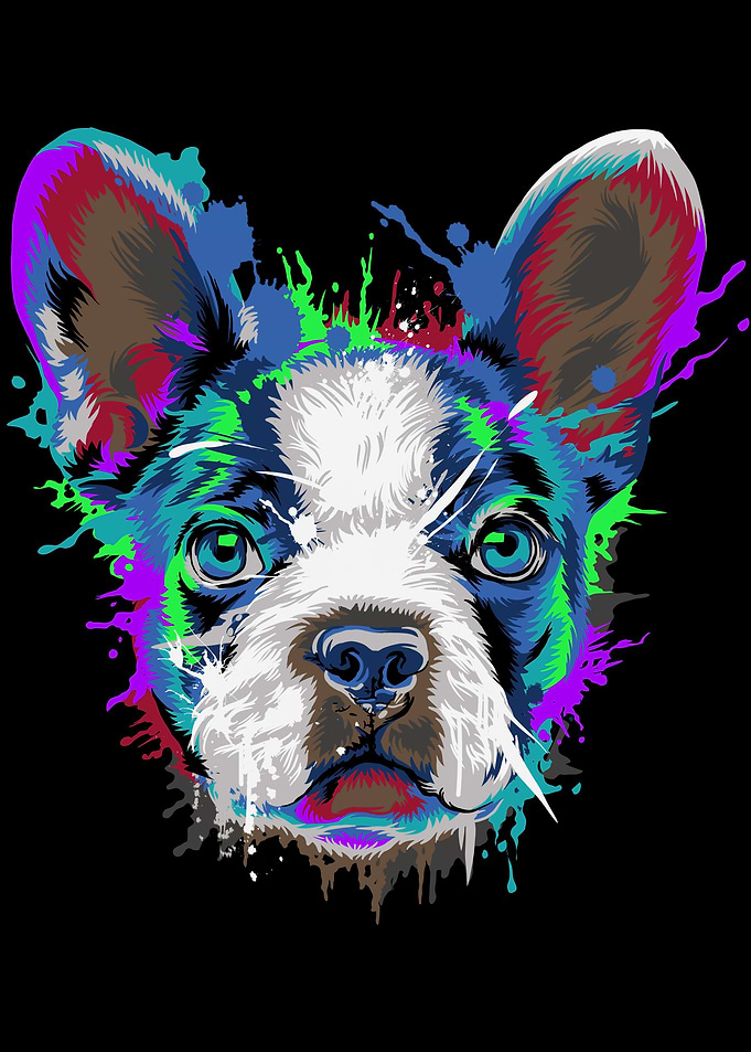 Boston Terrier Splash