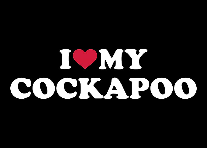 Cockapoo