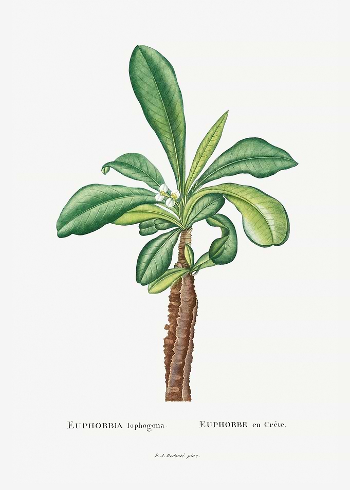 Euphorbia Lophogona