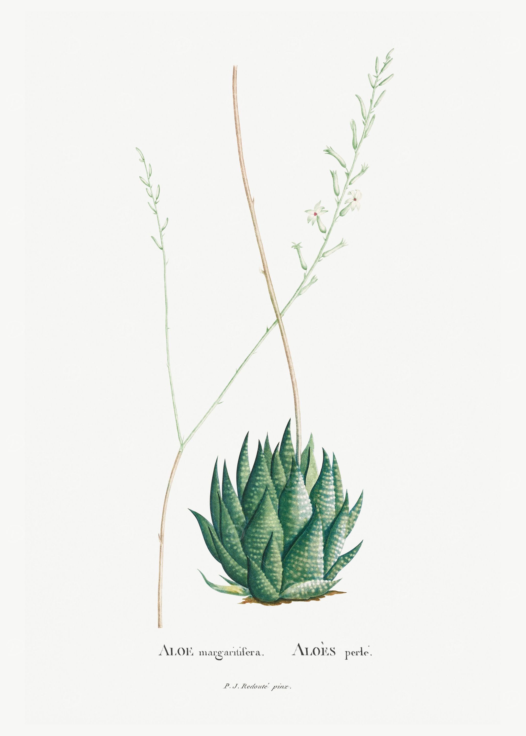 Aloe Margaritifera