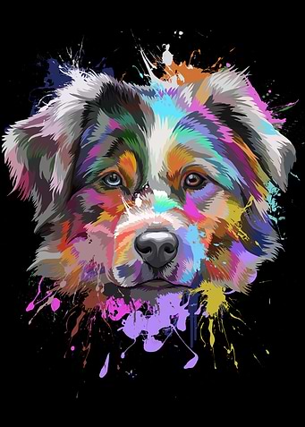 Australian Shepherd Splash