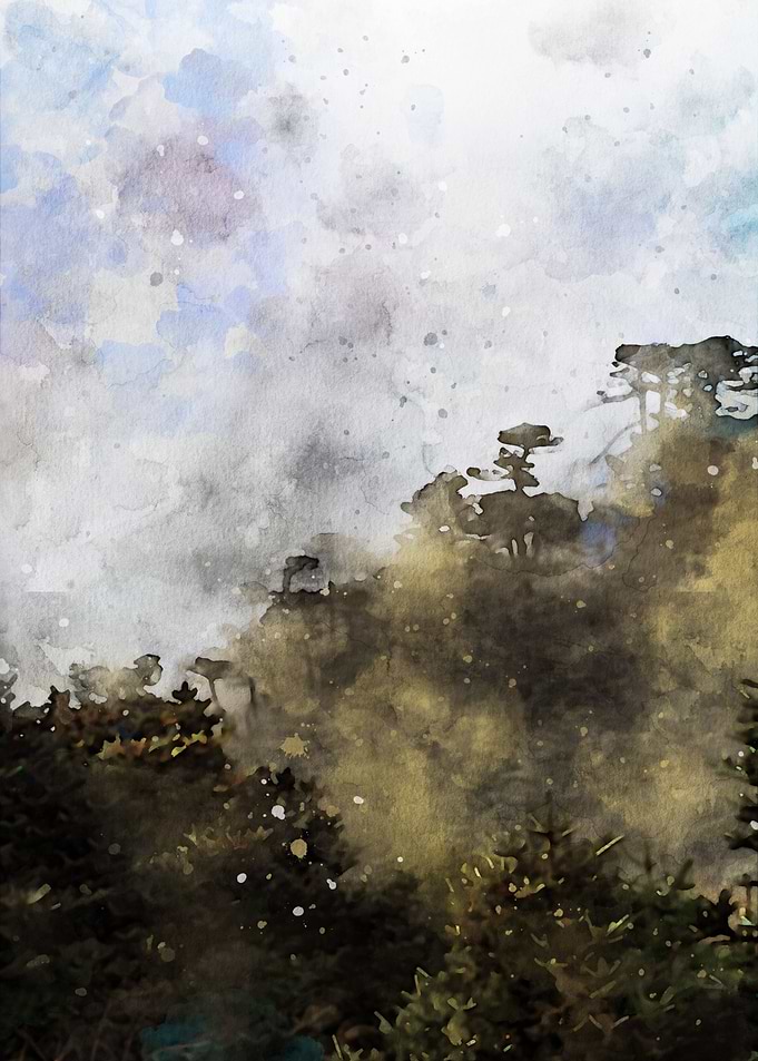 Pine forest on mountain