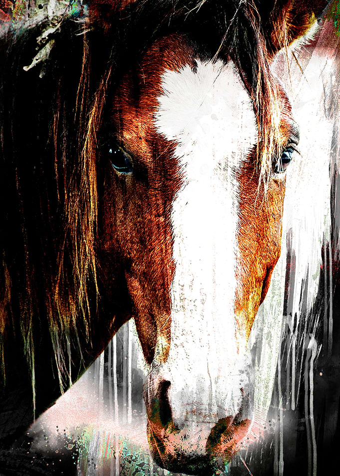 Wild horse