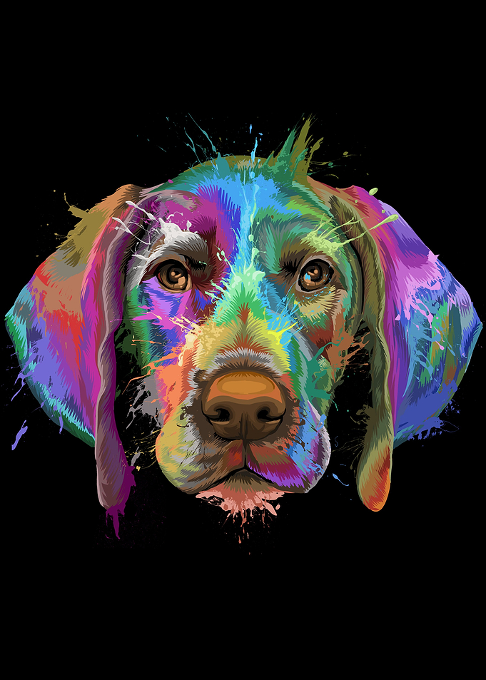 German Pointer Splash