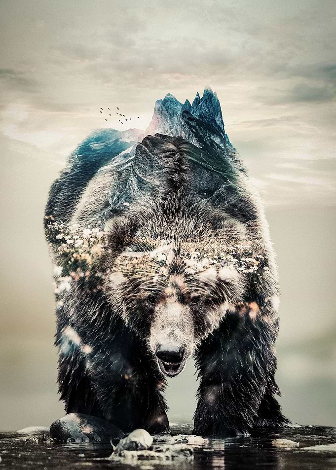 Brown Bear