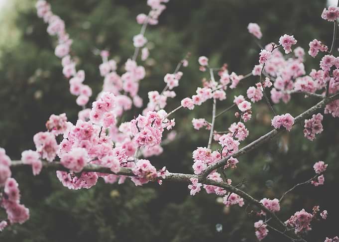 Pink Cherry Blossom Branch