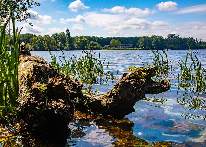 Tree trunk in the water