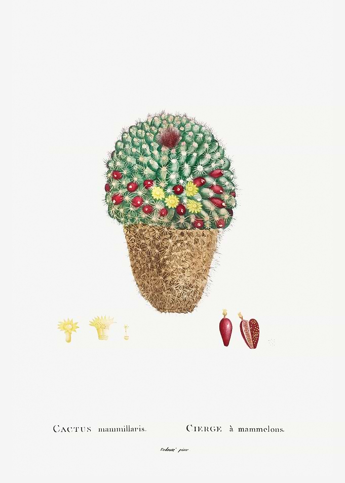 Cactus Mammillaria