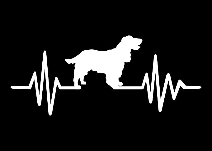 Cocker Spaniel