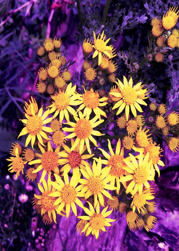 Ragwort