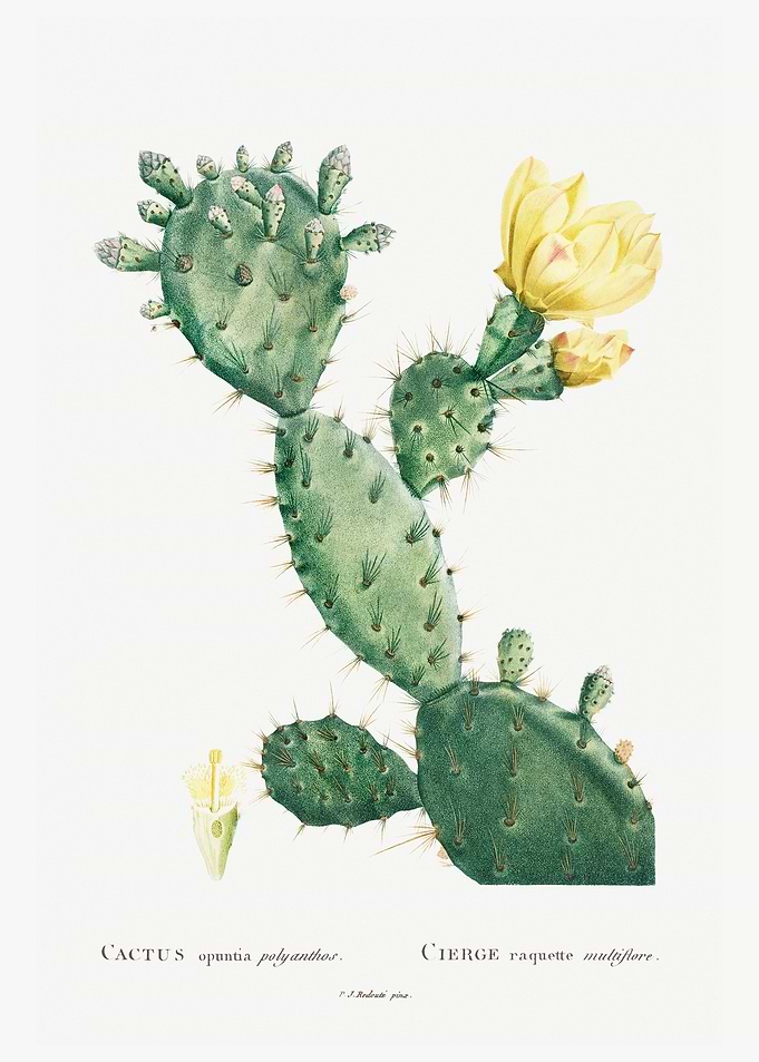 Aloe Opuntia Polyanthos