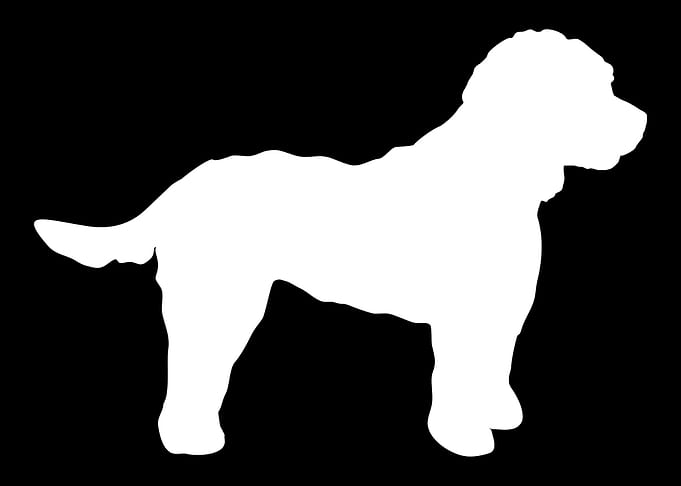 Cockapoo