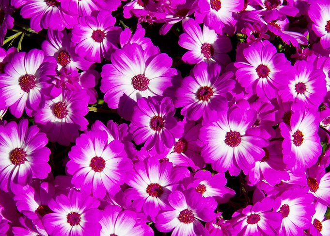daisy