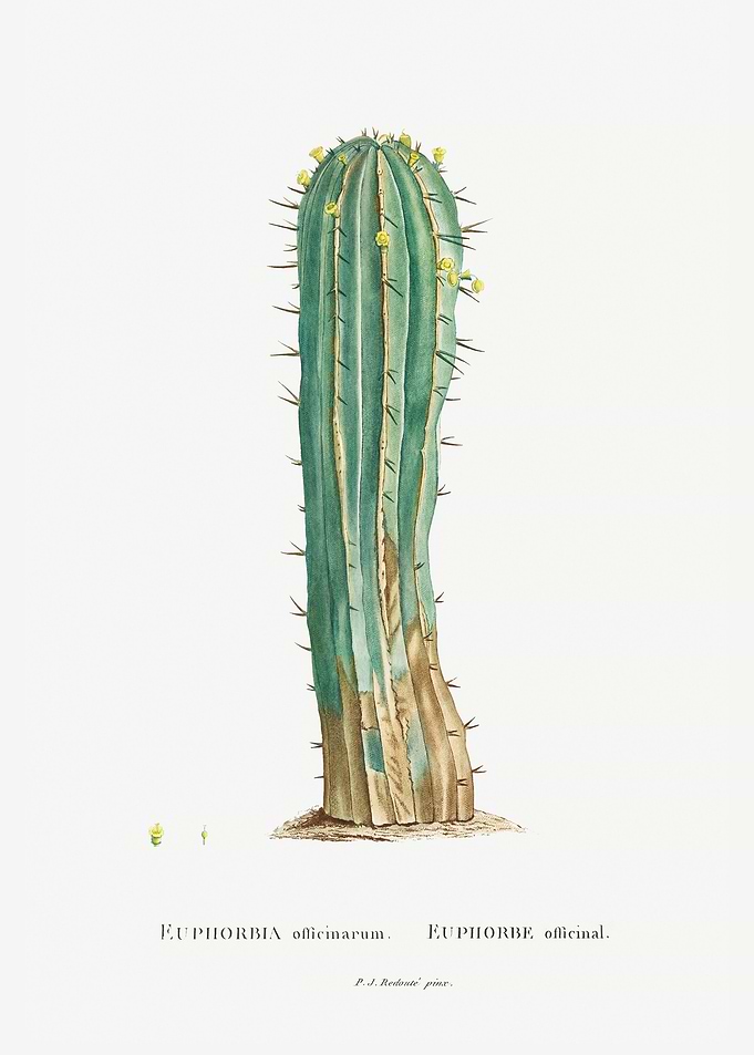 Euphorbia Officinarum