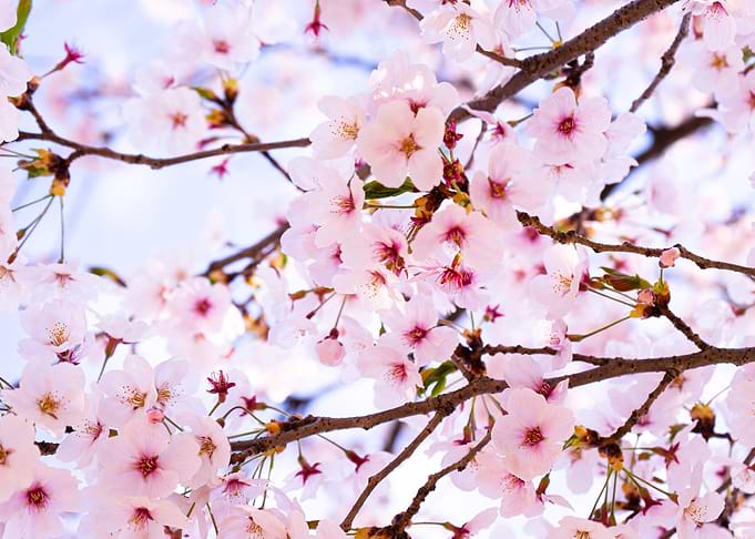 Pink Cherry Blossoms