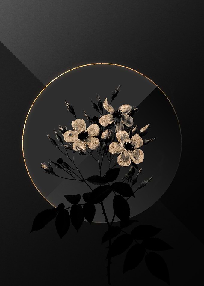 Shadow Rose Black and Gold