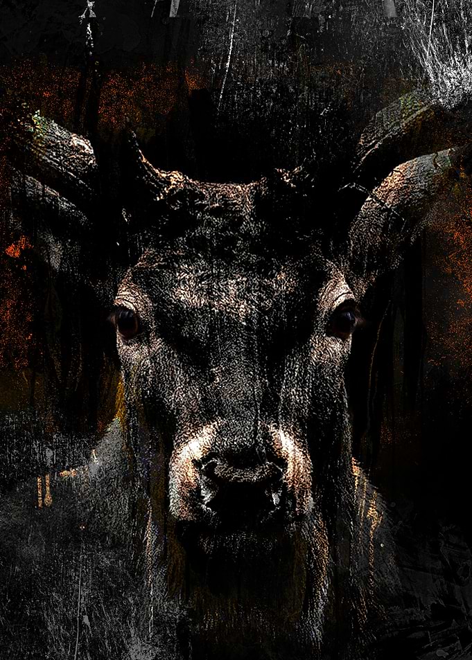 Wild deer