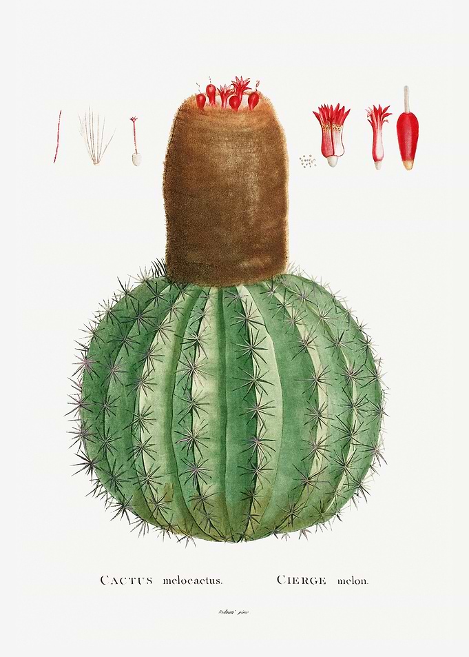 Cactus Melocactus