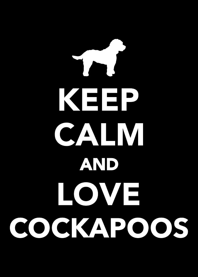 Cockapoo