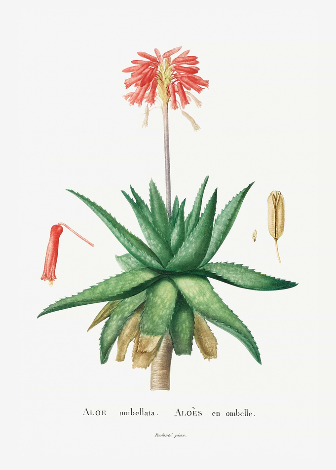 Aloe Umbellata