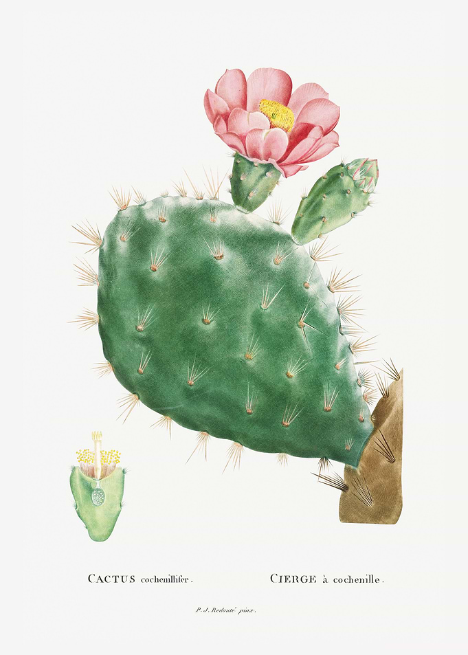 Cactus Cochenillifer