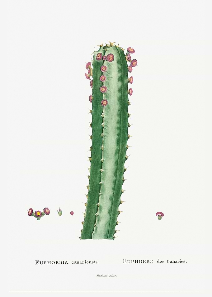 Euphorbia Canariensis