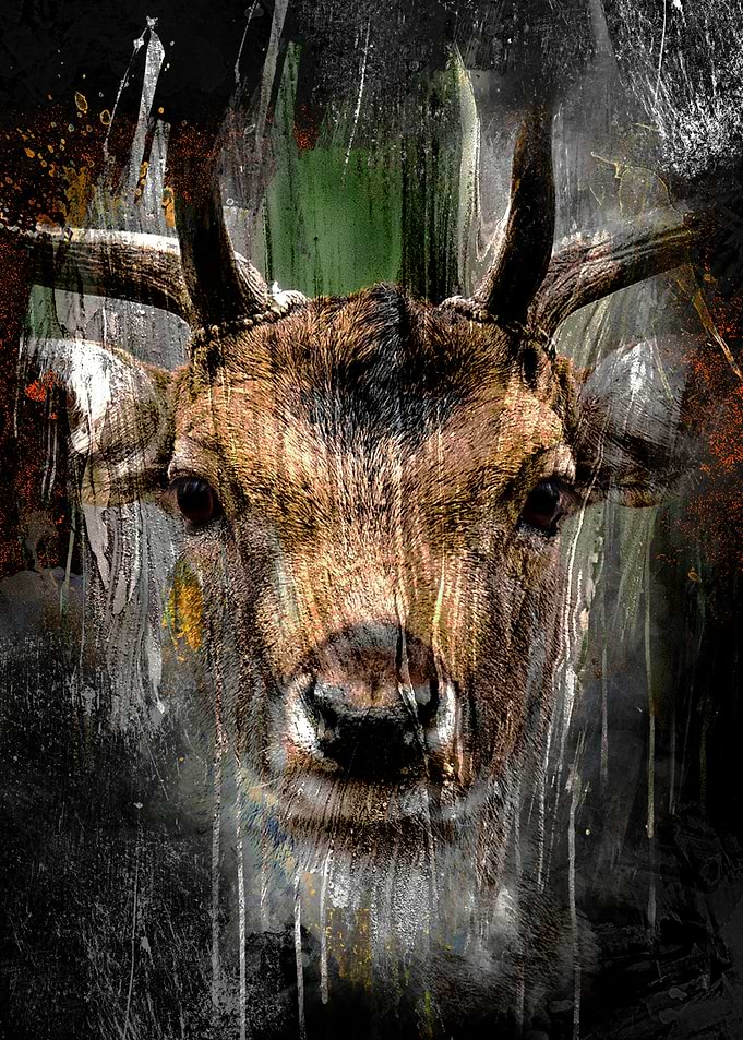 Young deer