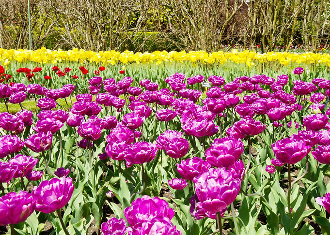 of colored tulip