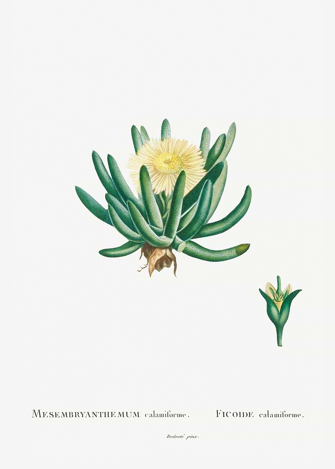 Mesembryanthemum