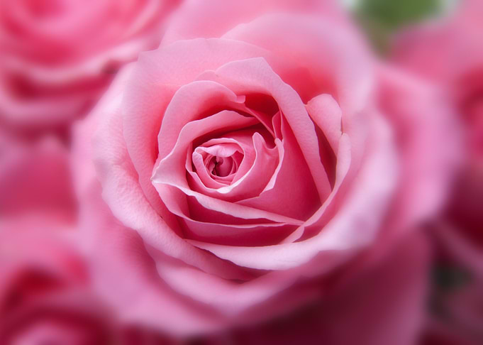 Bright Pink Rose