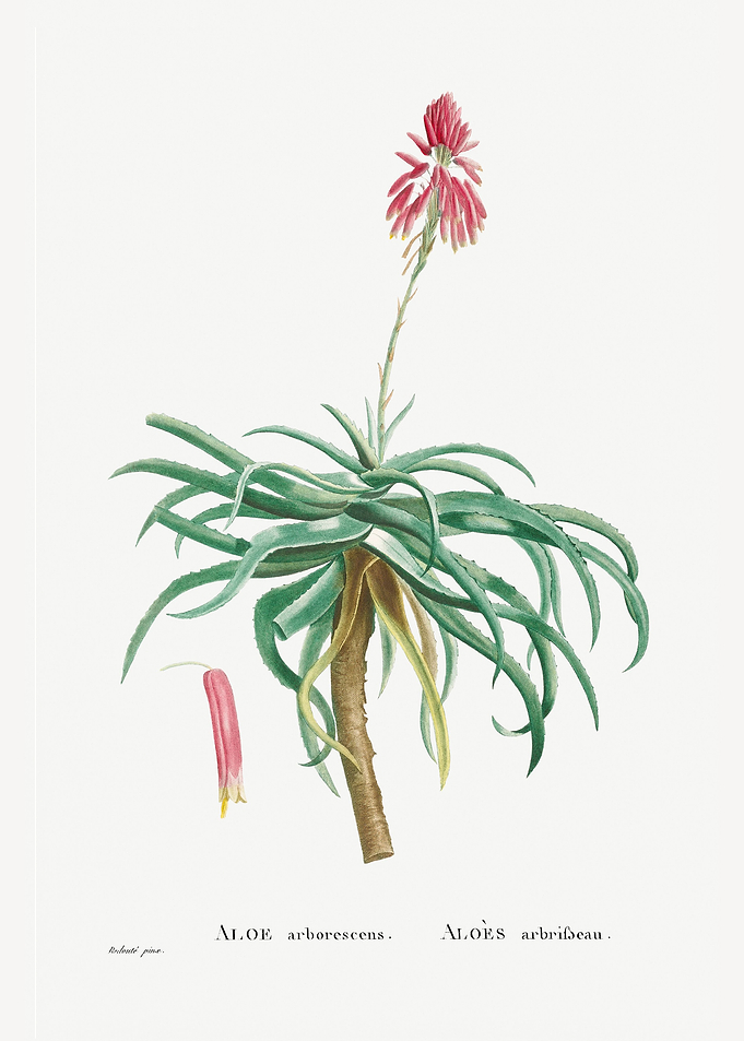 Aloe Arborescens