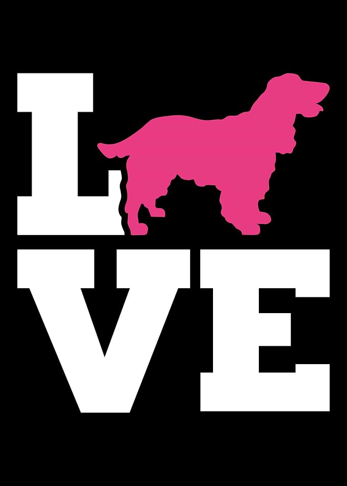 Cocker Spaniel