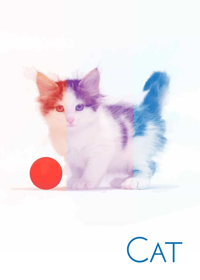 little fun cat