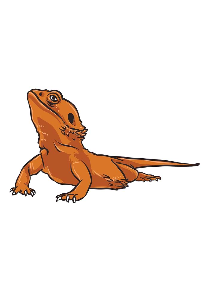 Iguana